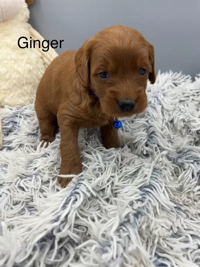 Ginger