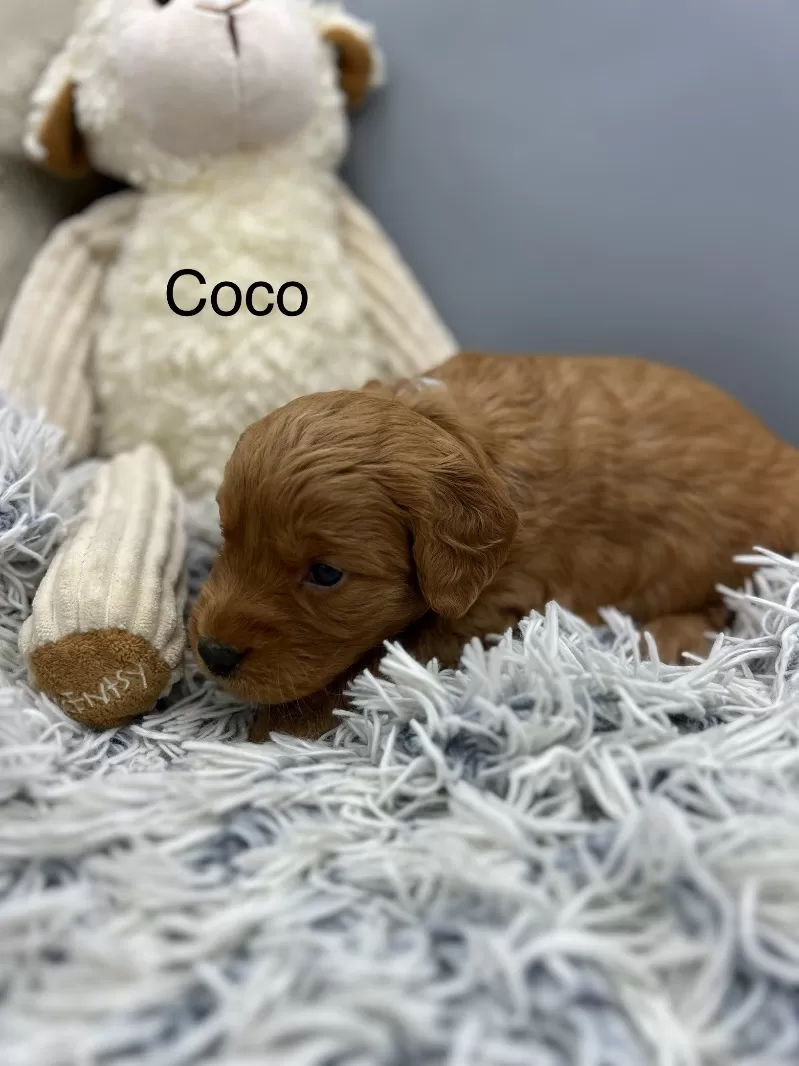 Coco