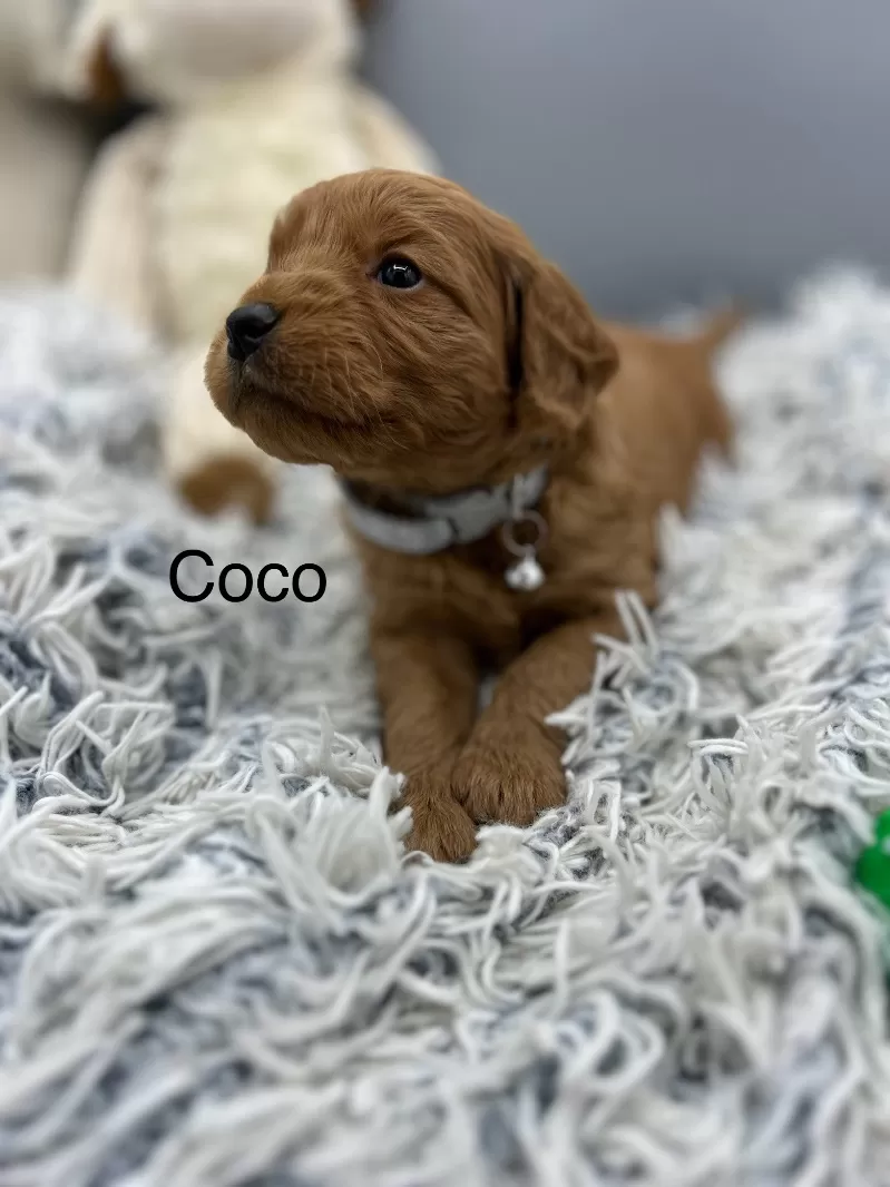 Coco