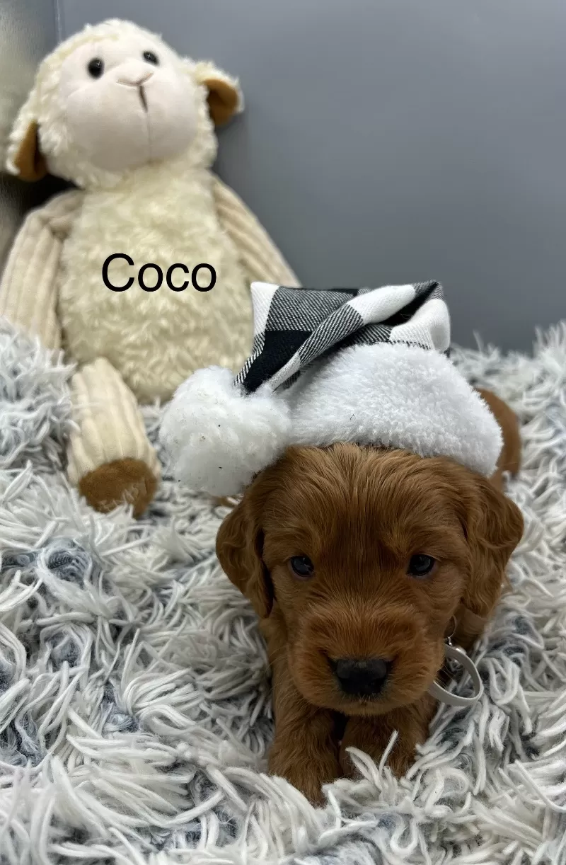 Coco