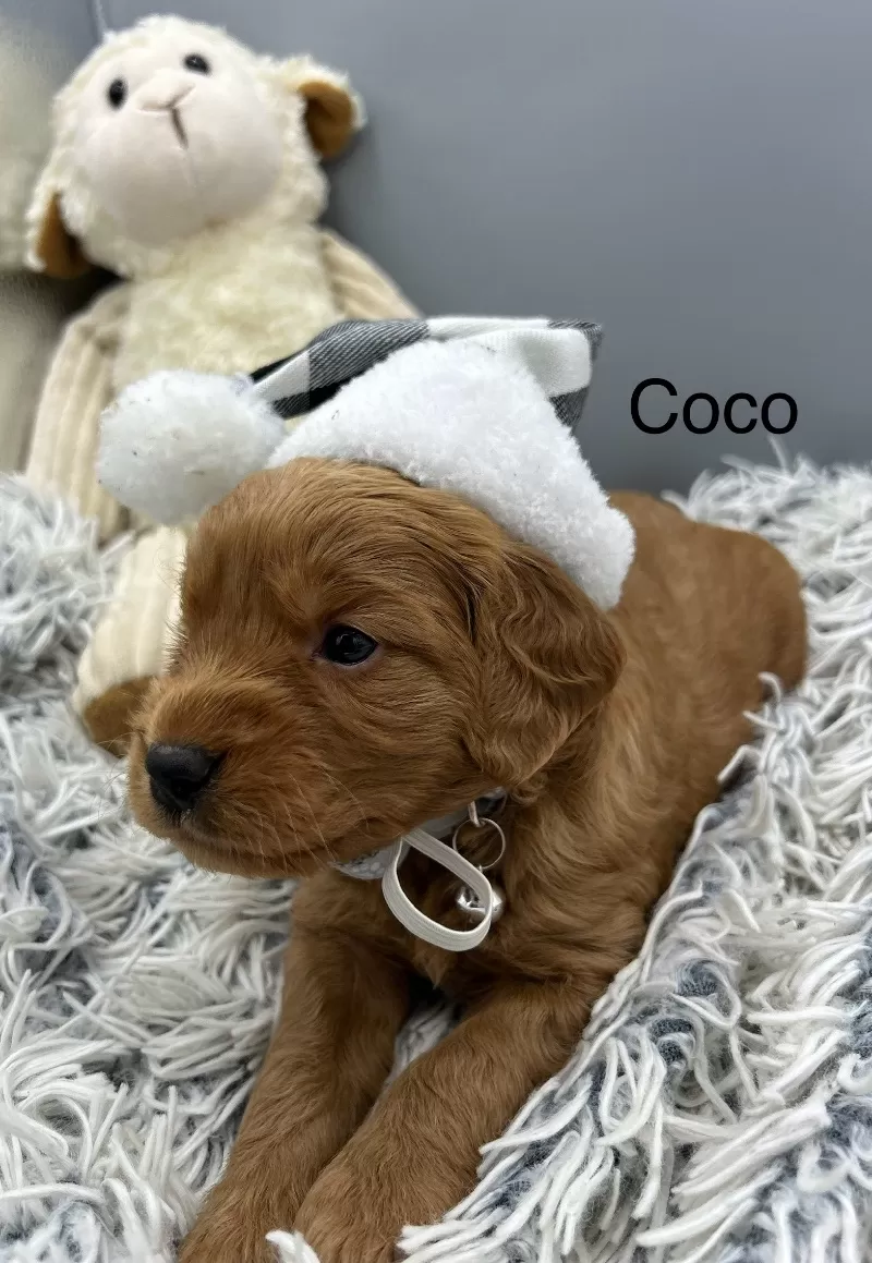 Coco