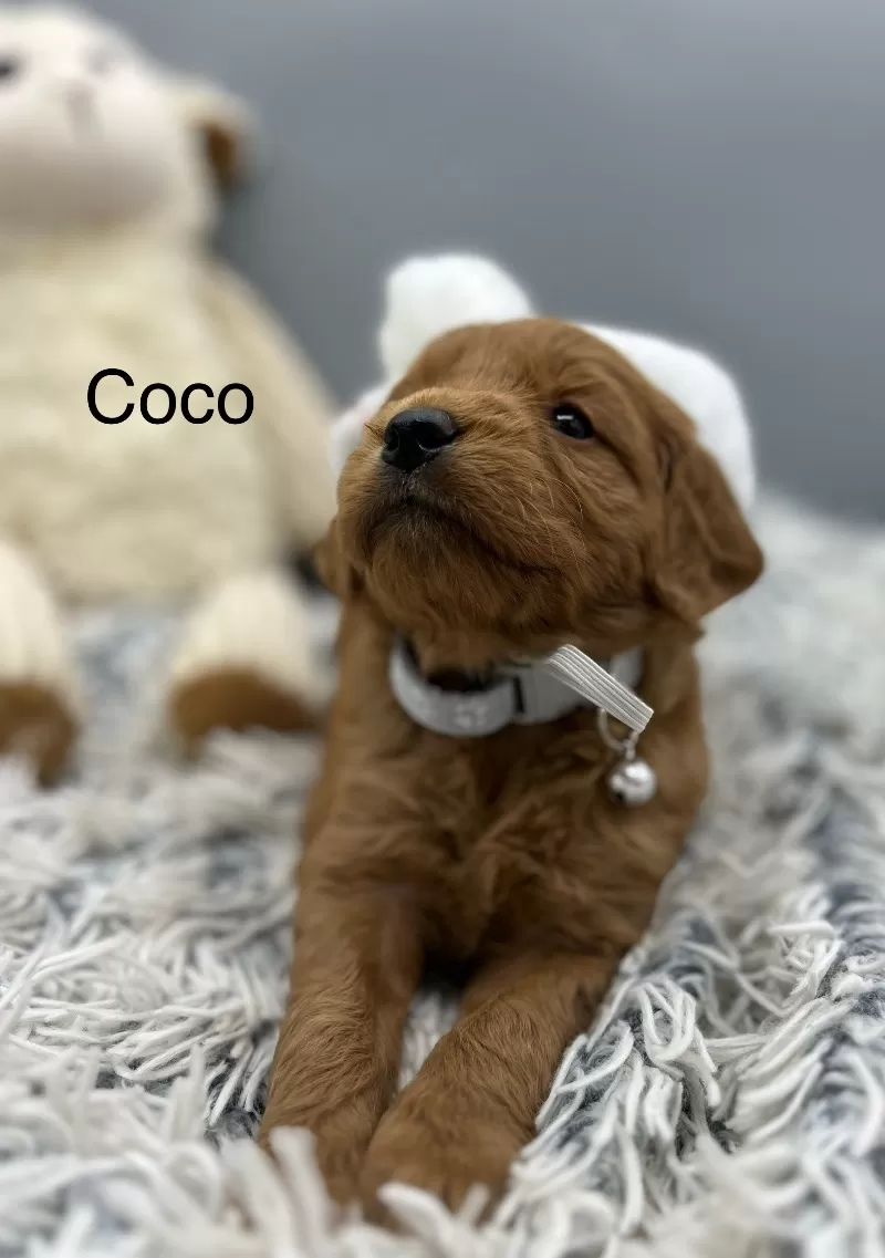 Coco