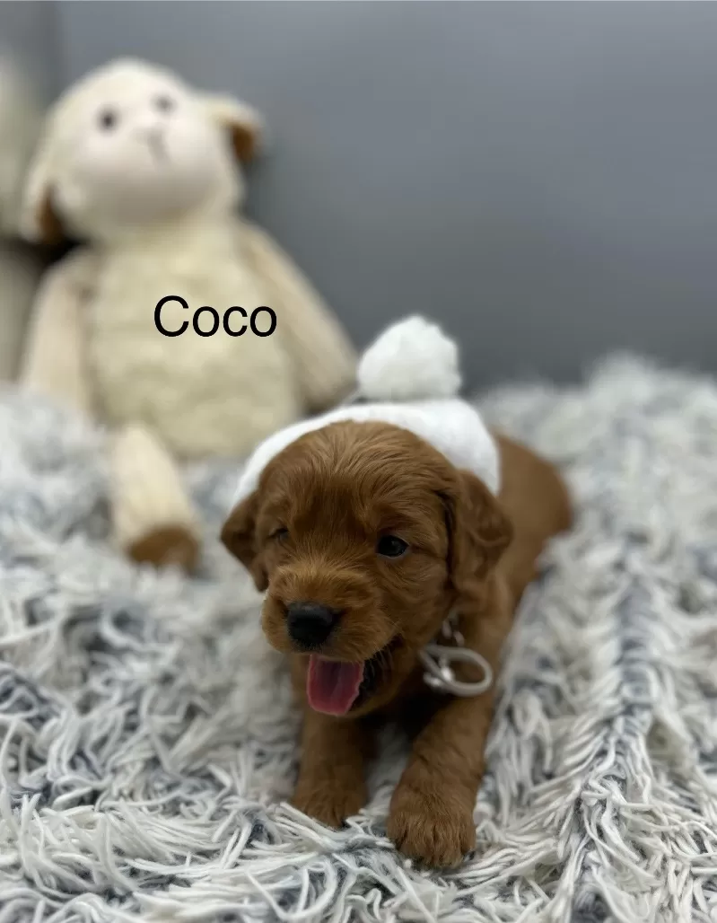 Coco