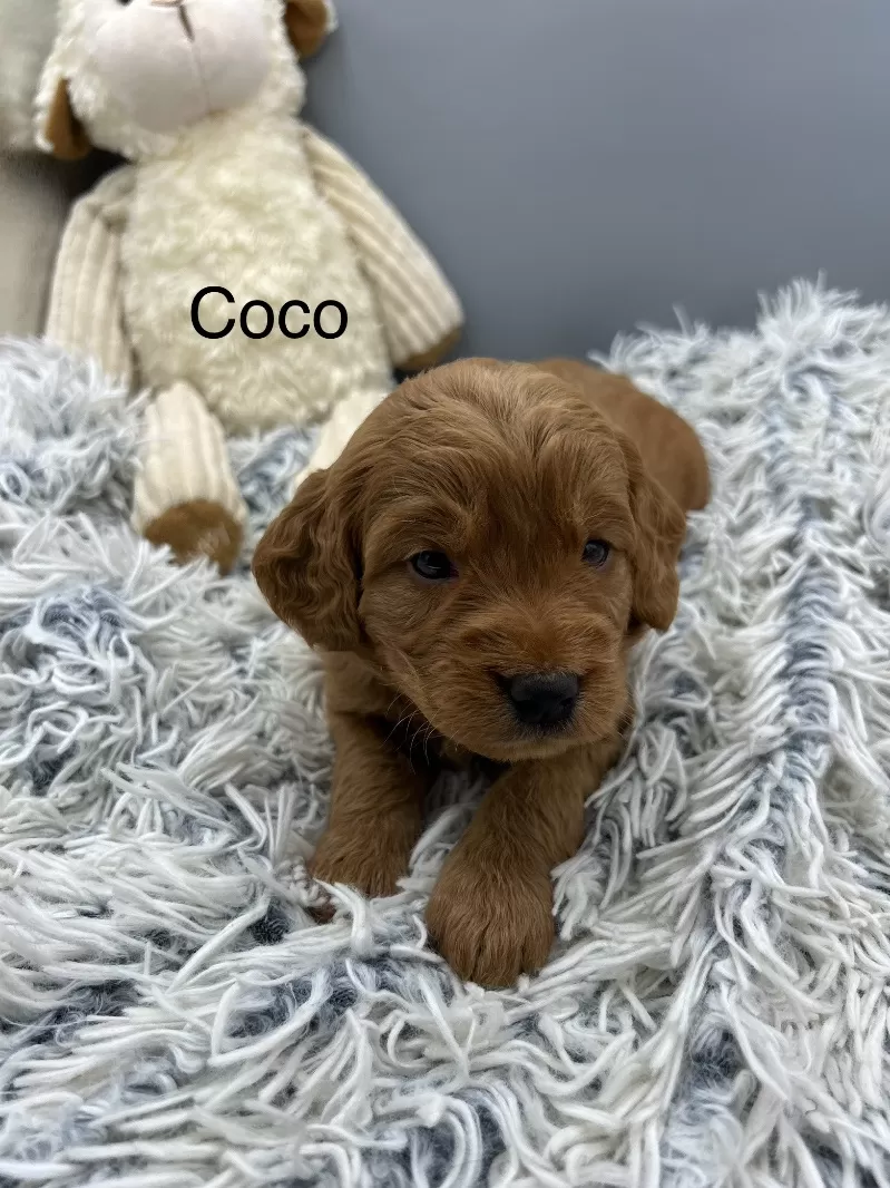 Coco