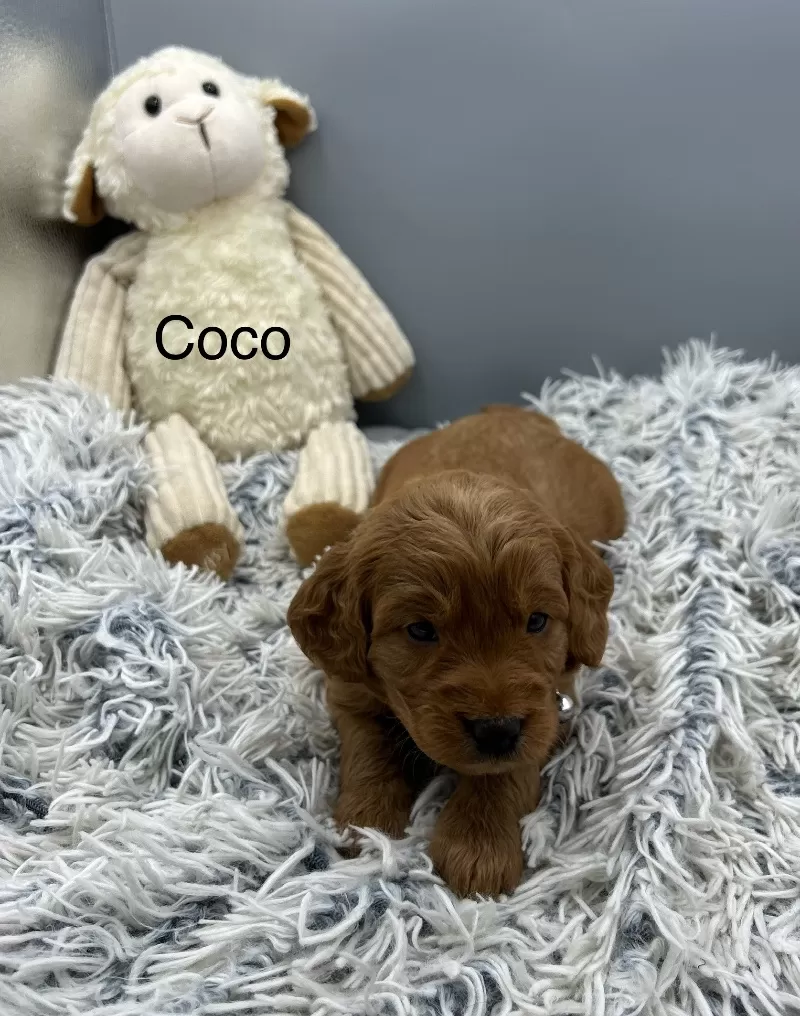 Coco