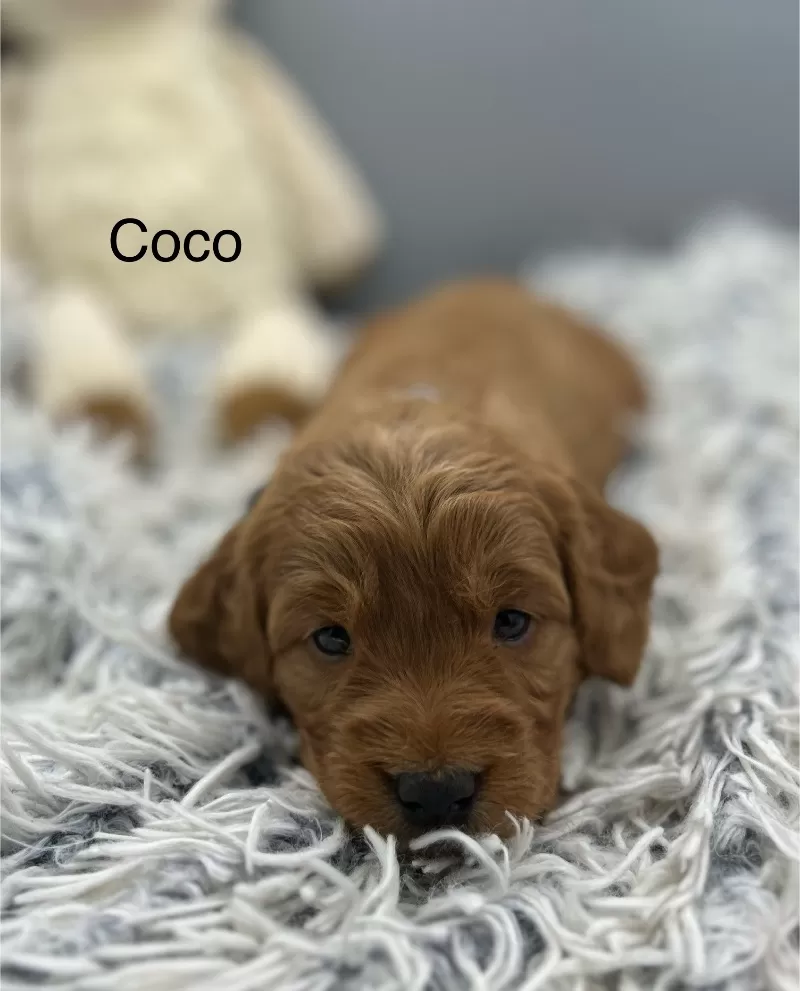 Coco