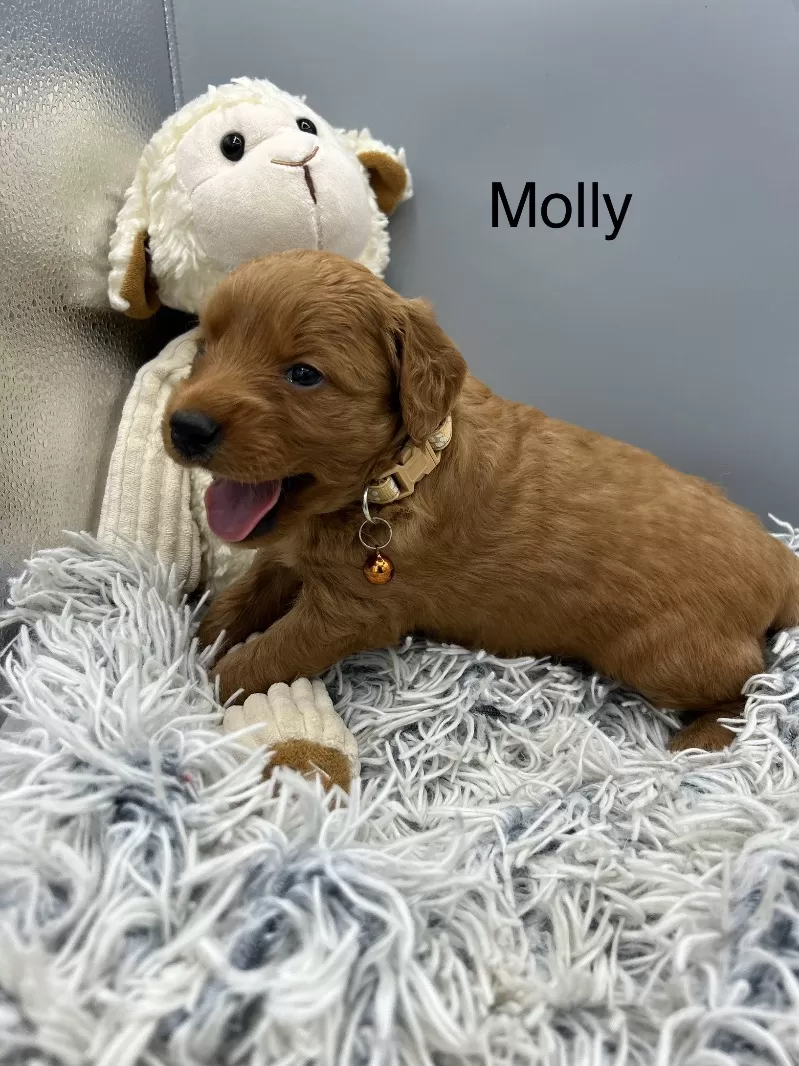 Molly