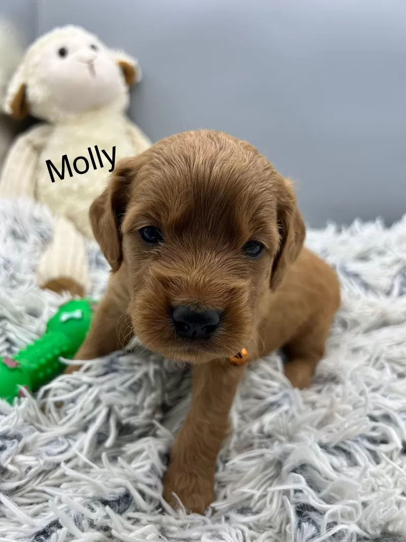 Molly