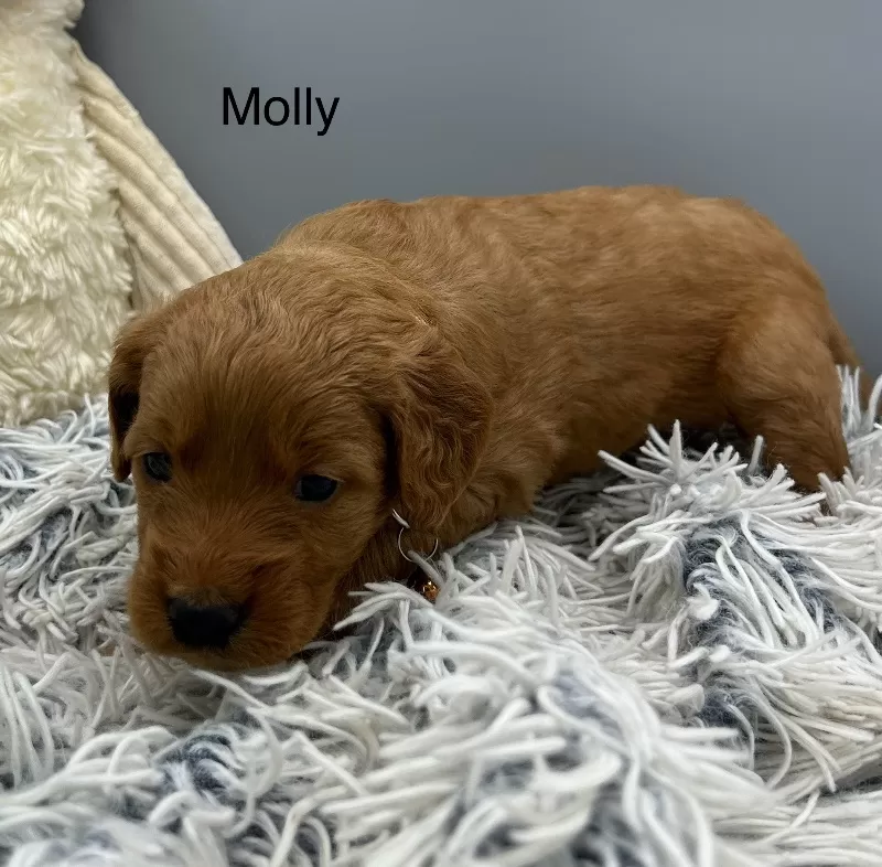 Molly