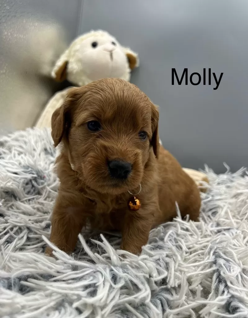 Molly