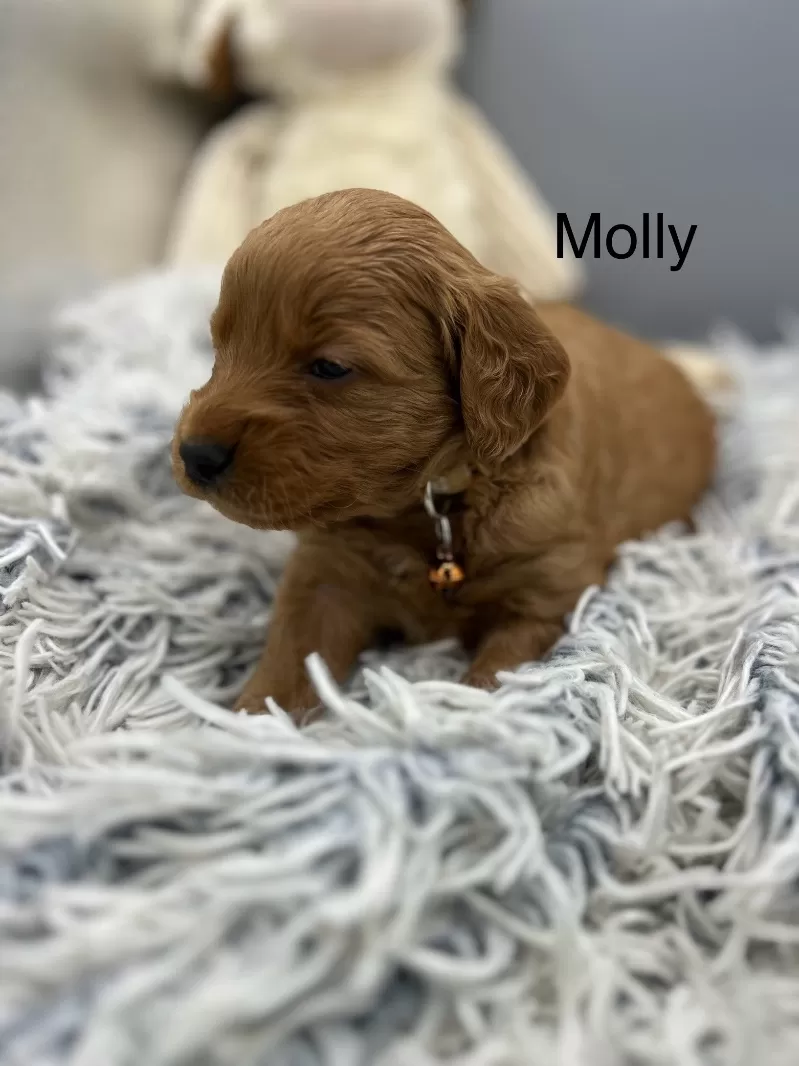 Molly