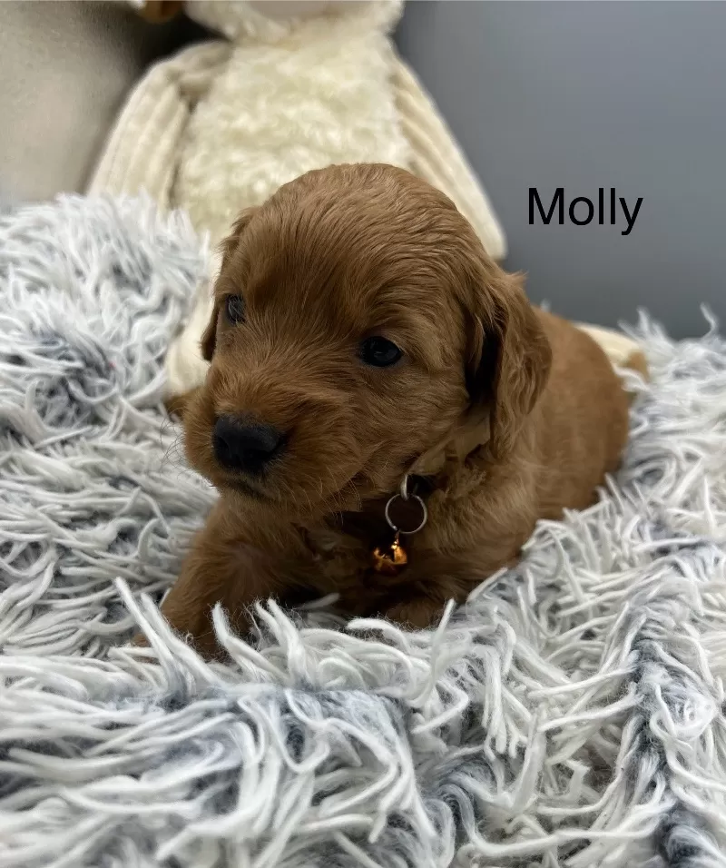 Molly