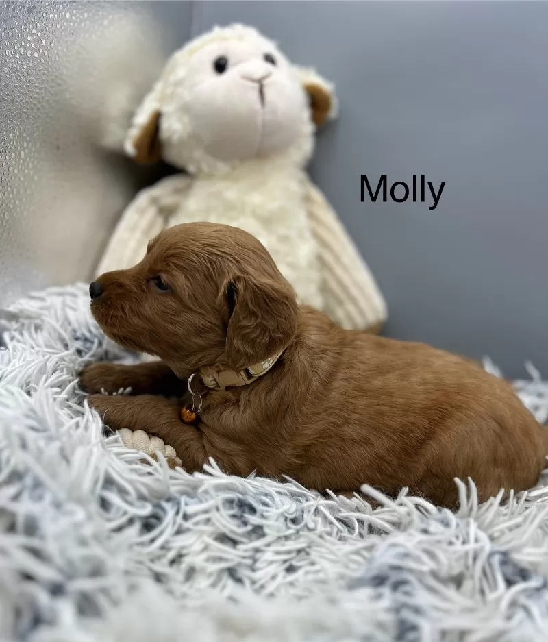 Molly