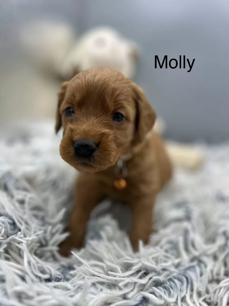 Molly