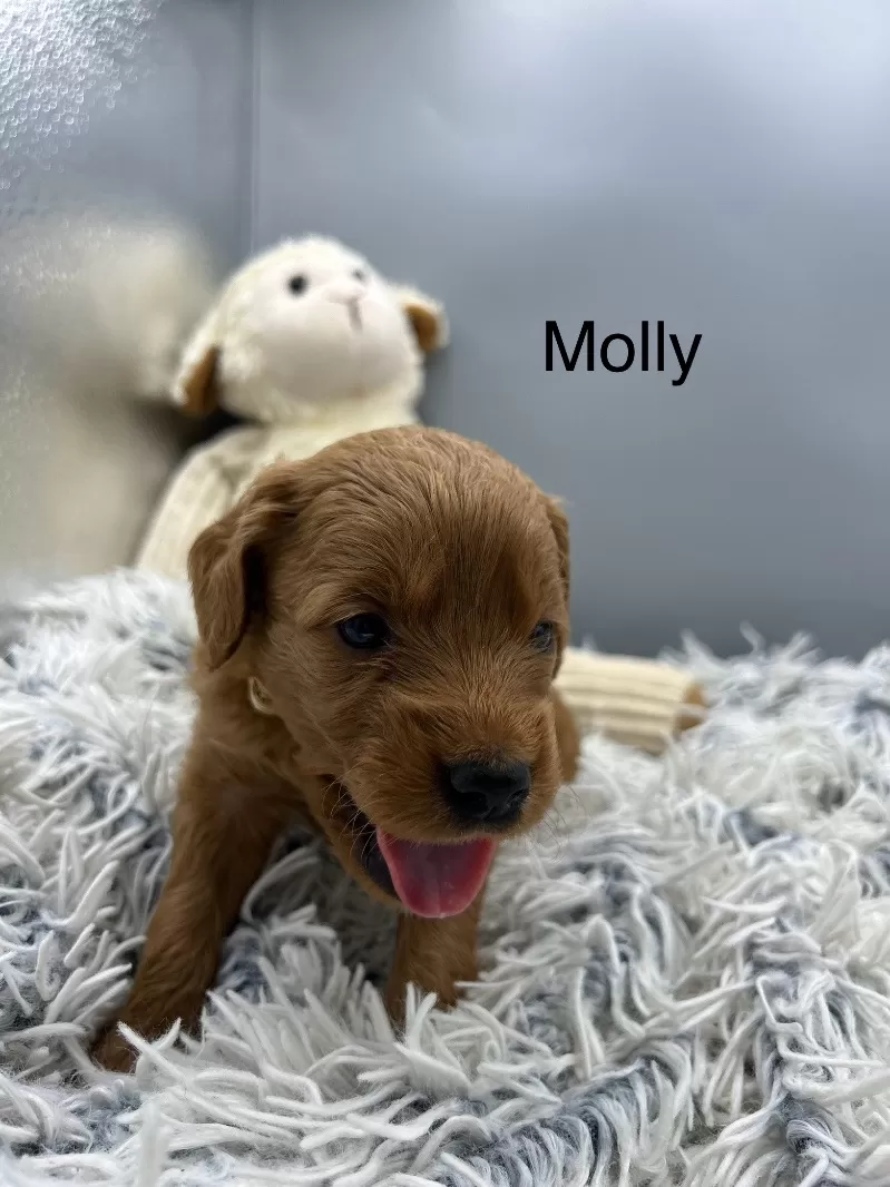 Molly