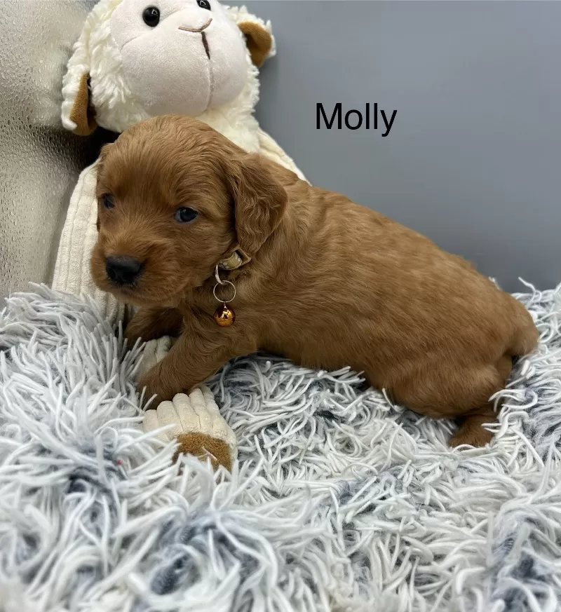 Molly