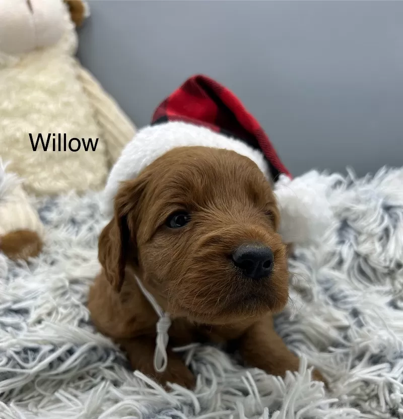 Puppy Name: Willow