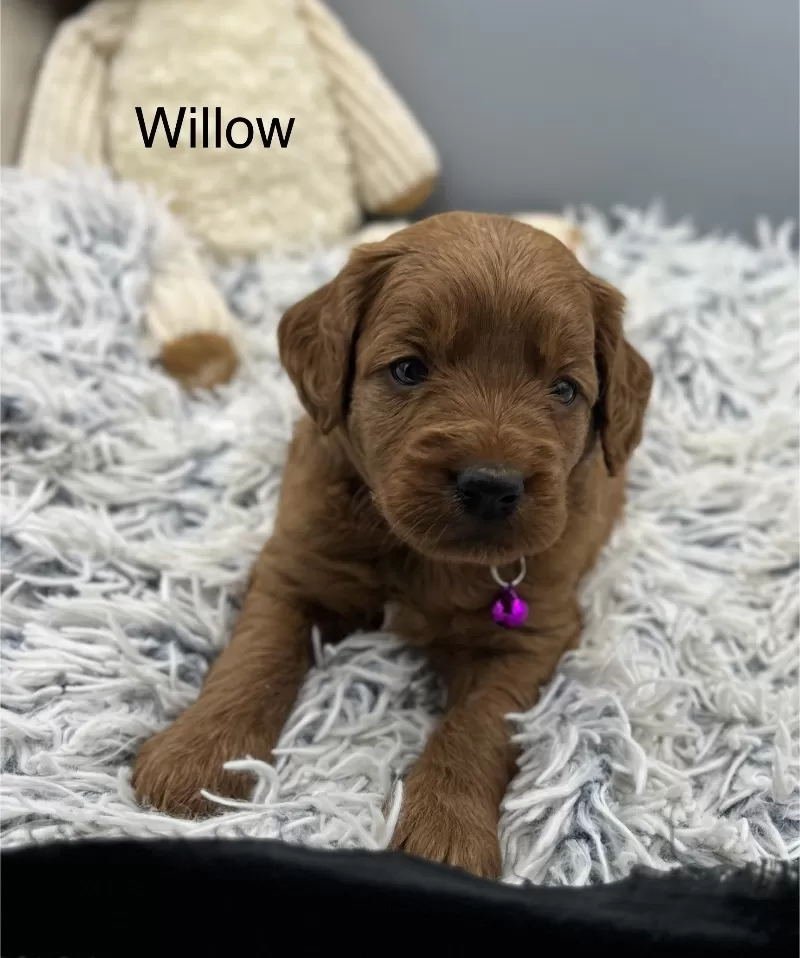 Willow