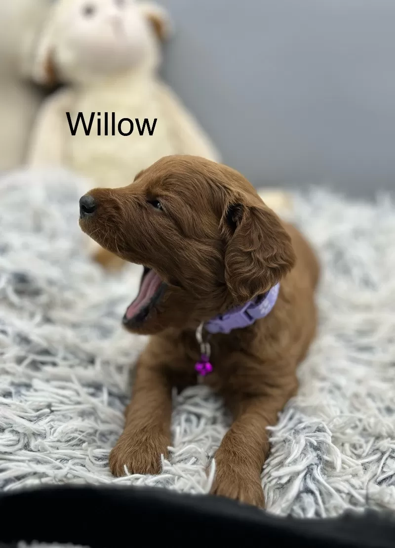 Willow