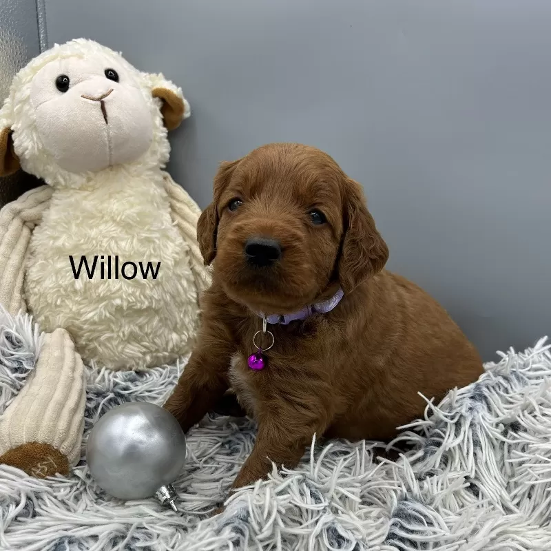 Willow