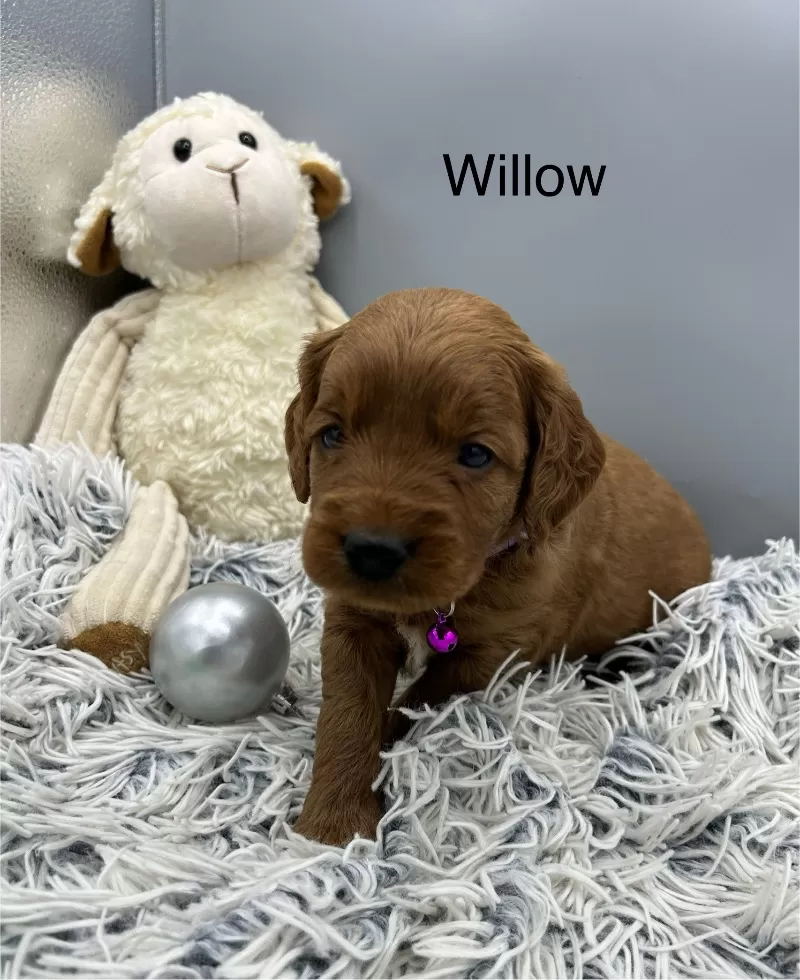 Willow