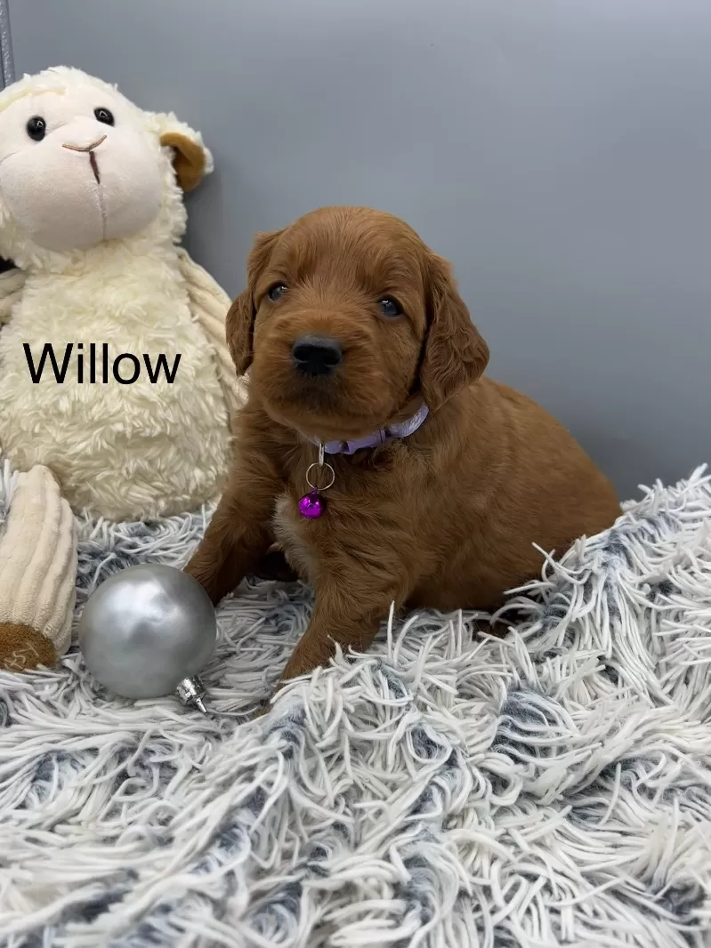 Willow