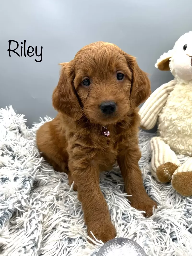 Puppy Name: Riley