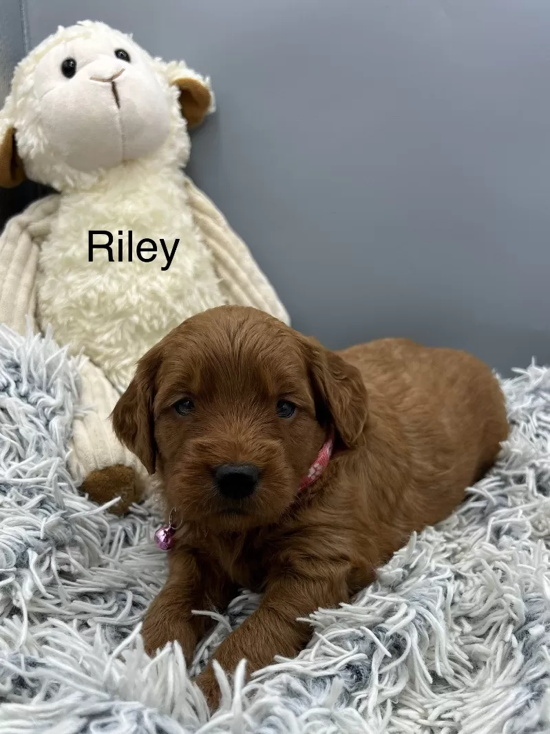 Puppy Name: Riley