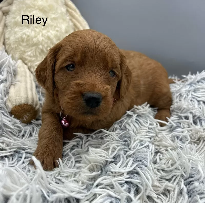 Riley