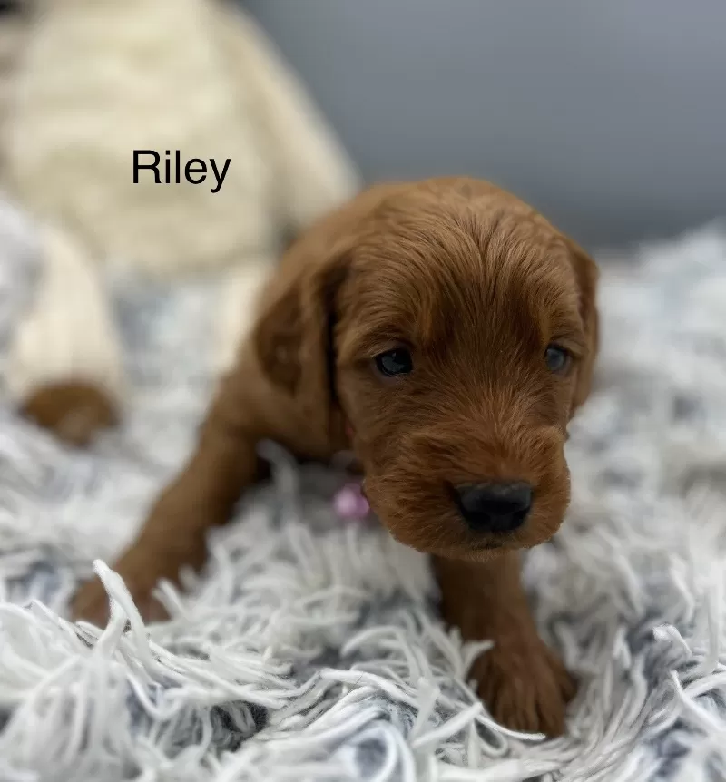 Riley