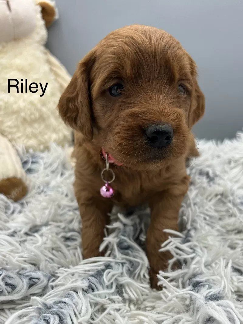 Riley