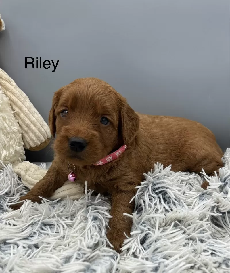 Riley