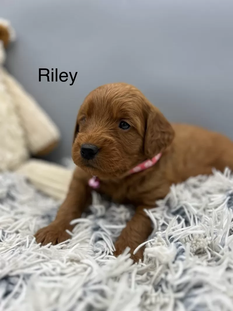 Riley