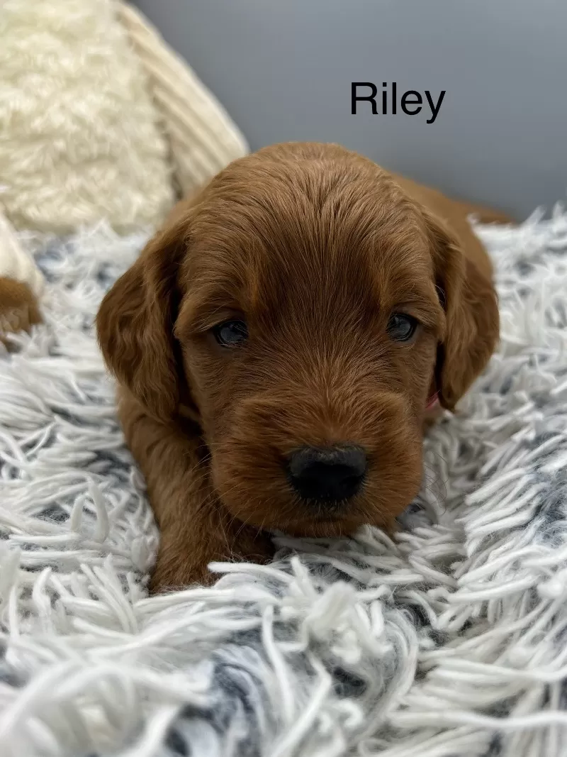 Riley