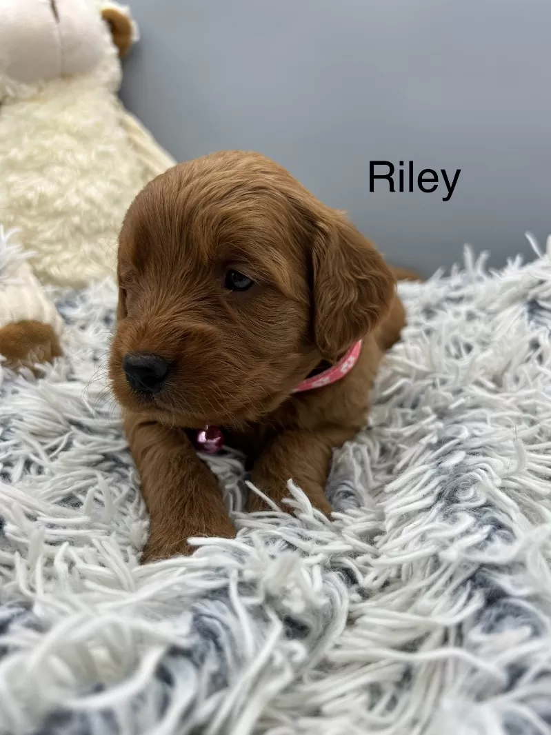 Riley