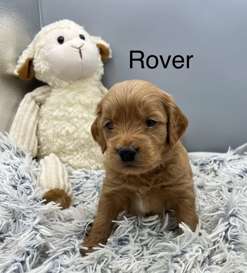 Rover