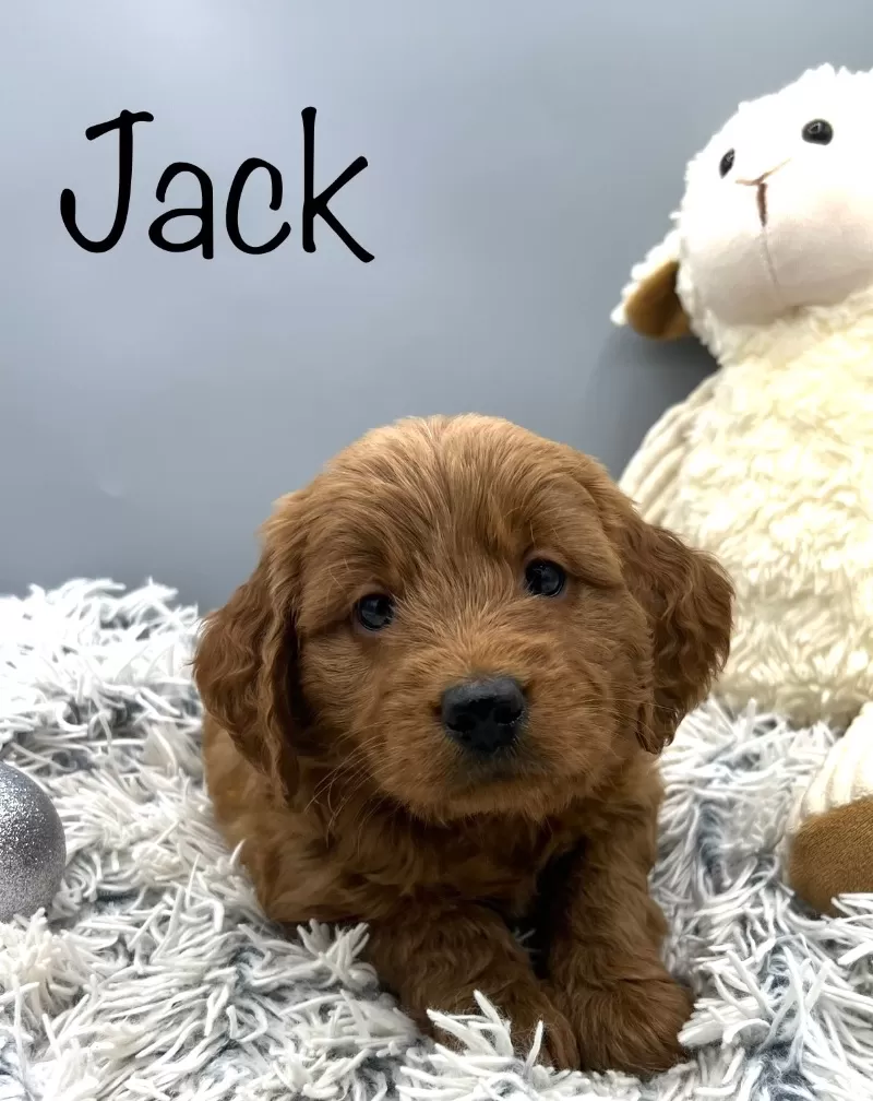 Jack