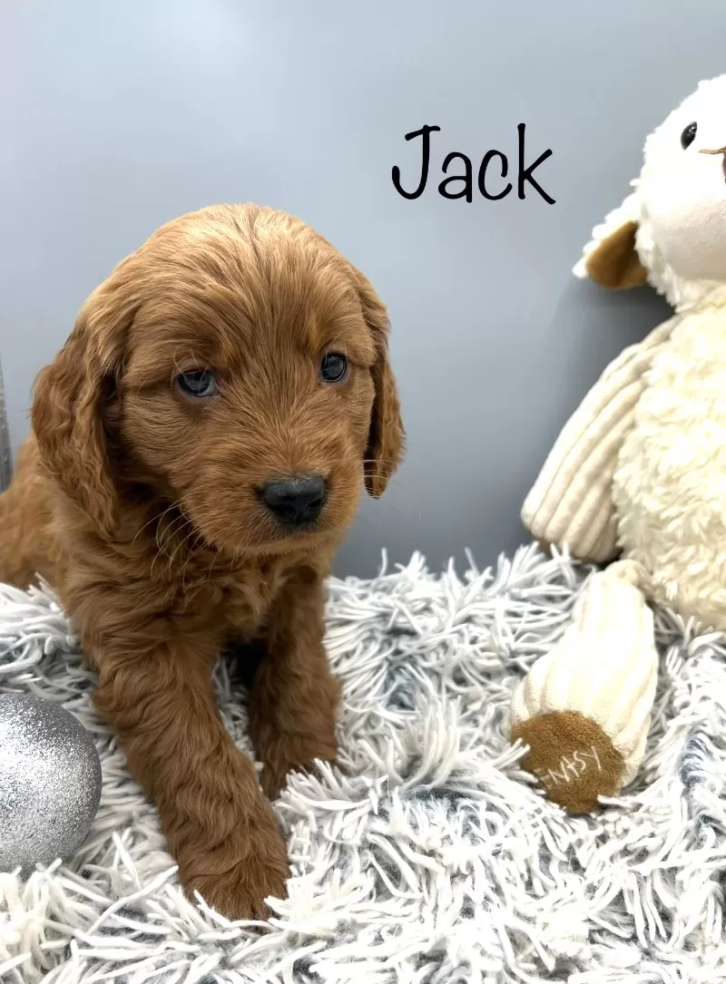 Jack