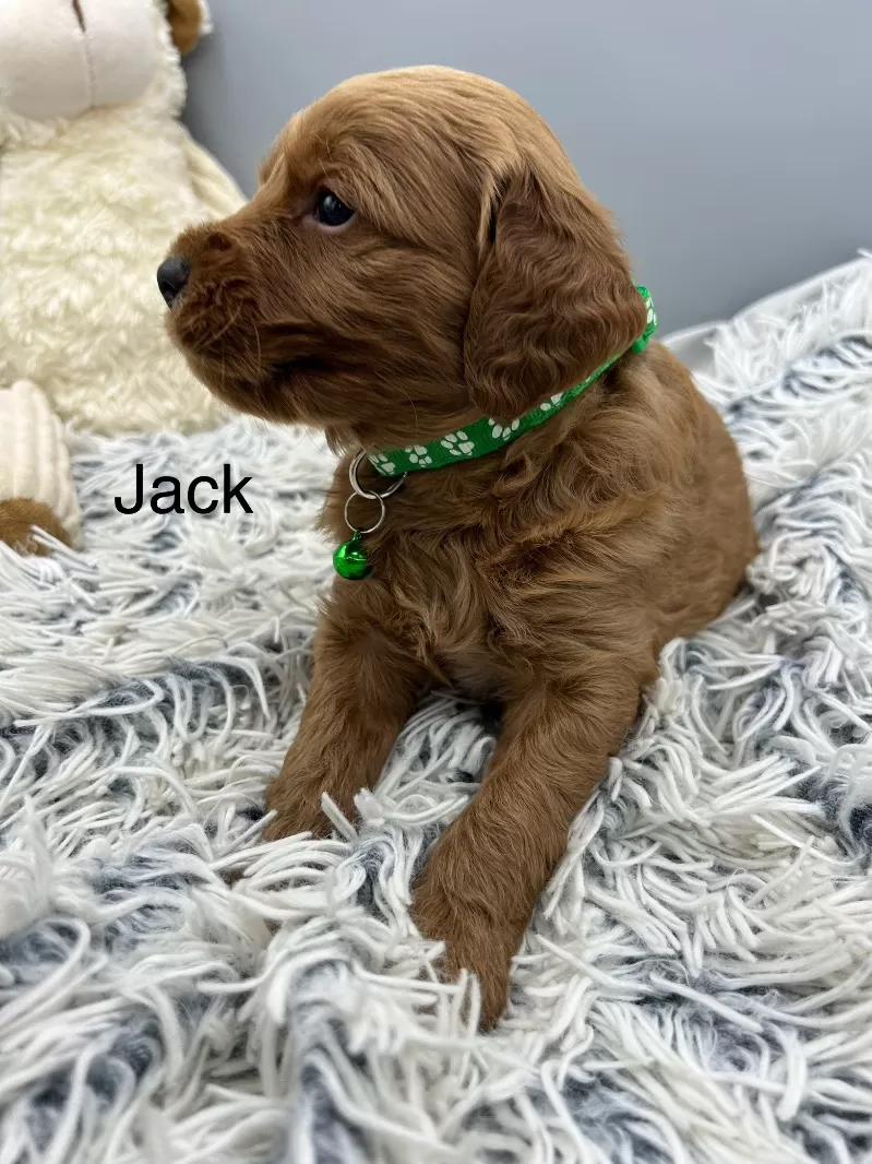 Jack