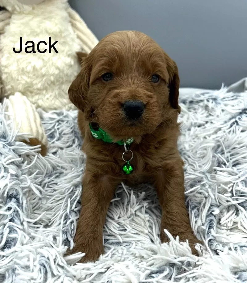 Jack