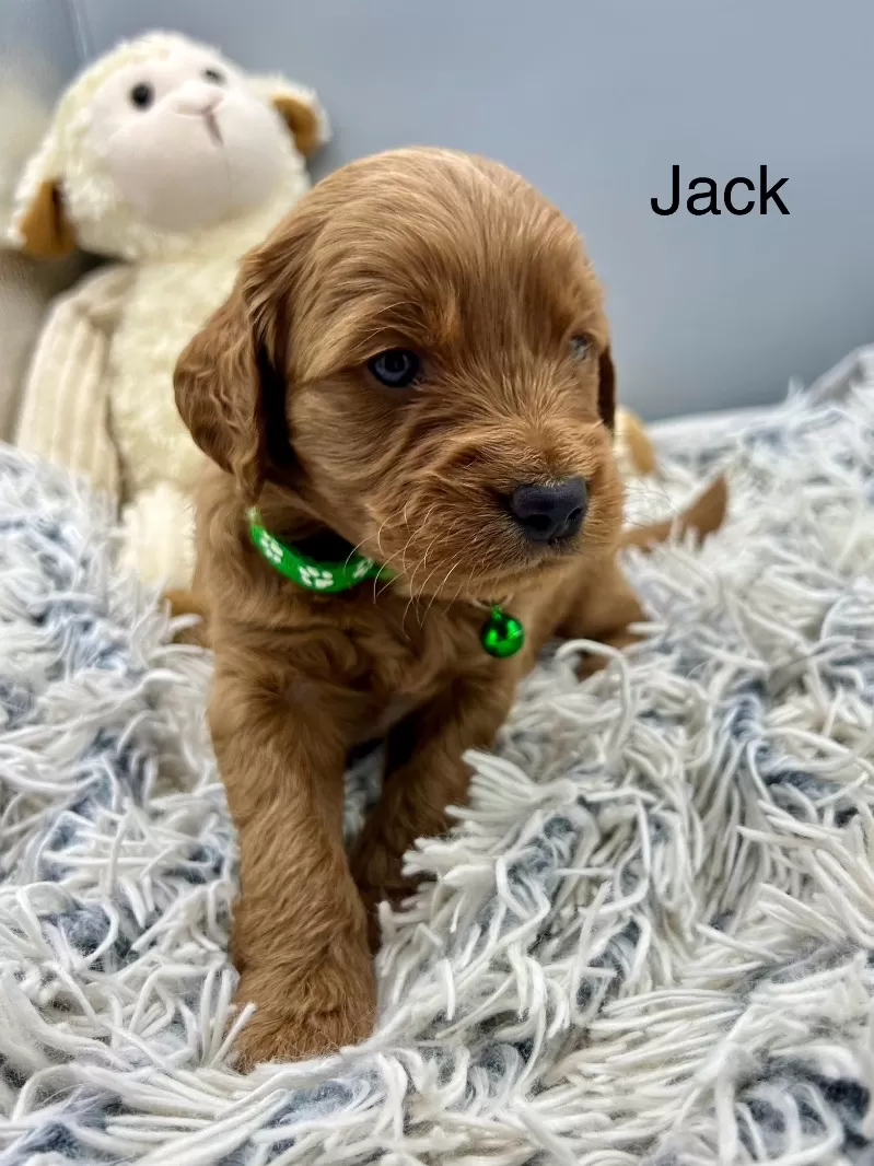 Jack