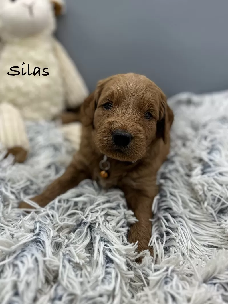 Silas