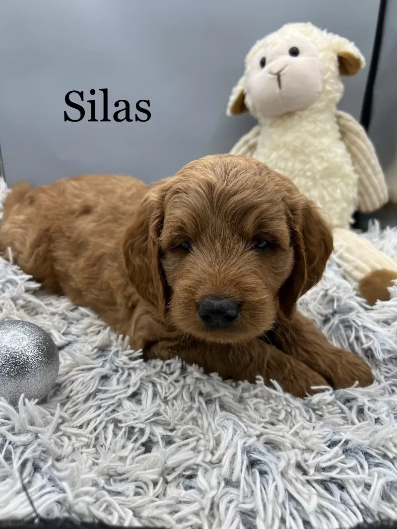 Silas