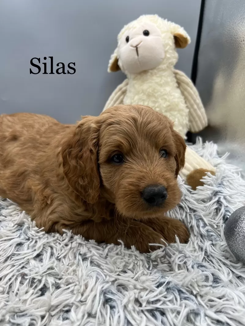 Silas