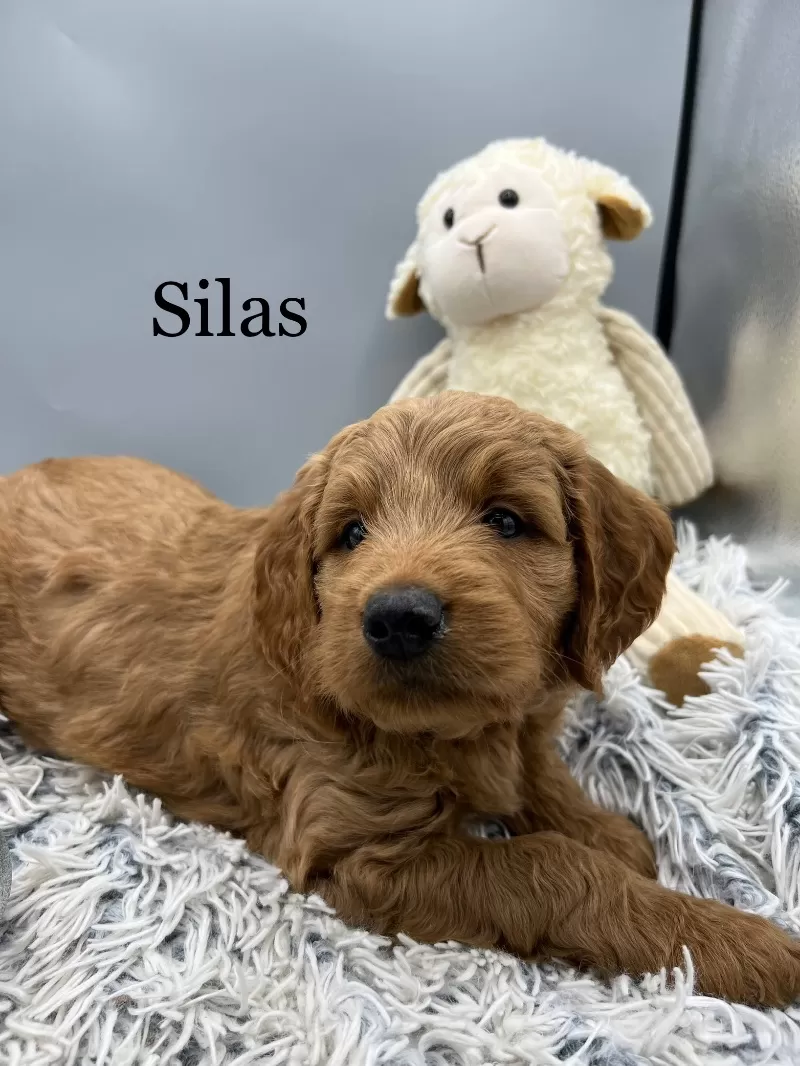 Silas