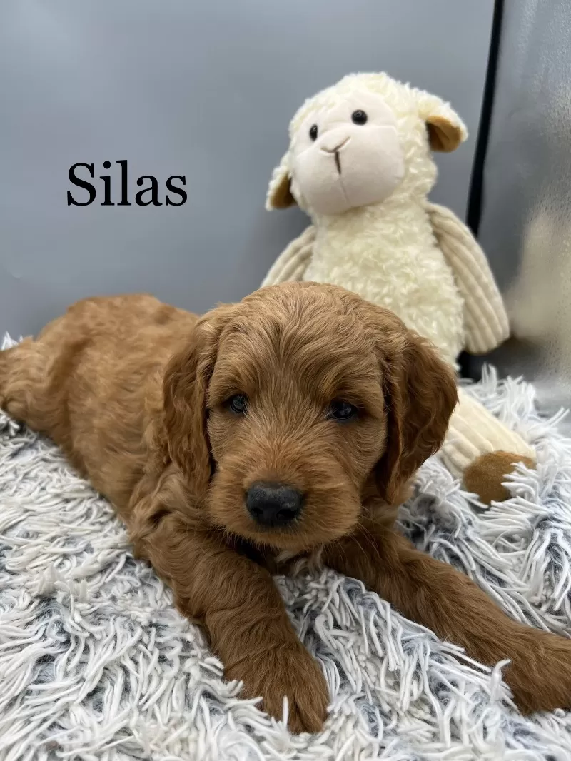 Silas