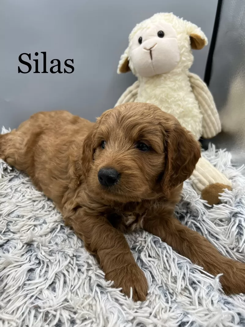 Silas