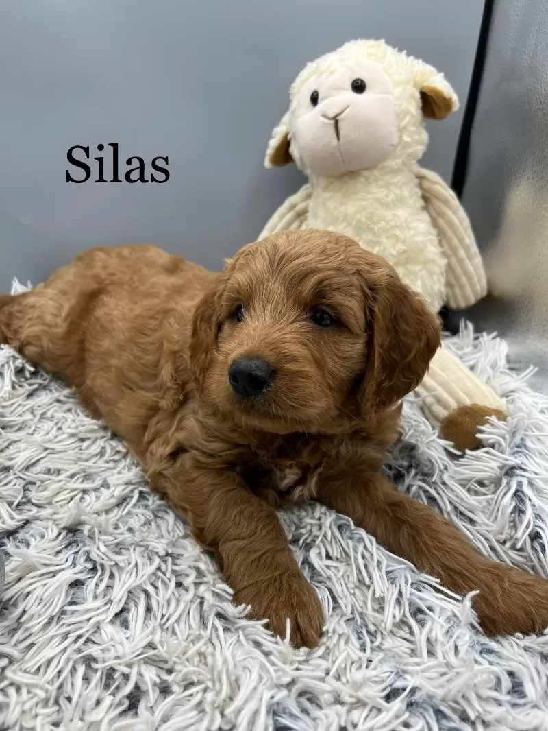 Silas