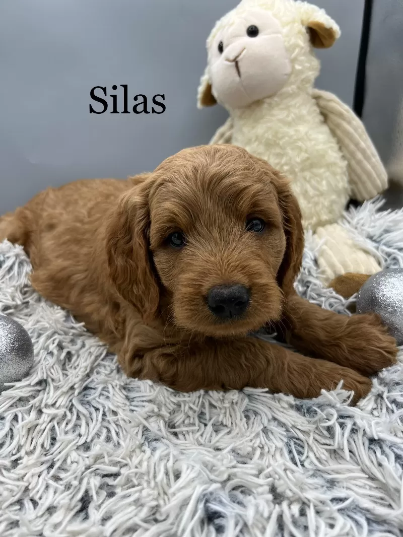 Silas