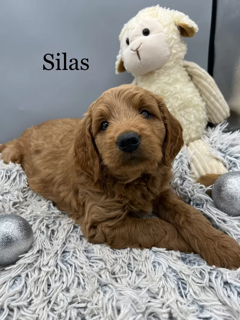 Silas